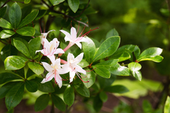 Rhododendron arborescens