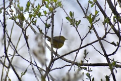 Leiothlypis celata lutescens