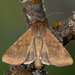 Oruga del Tomate Y de la Mazorca - Photo (c) Nikolai Vladimirov, algunos derechos reservados (CC BY-NC), subido por Nikolai Vladimirov