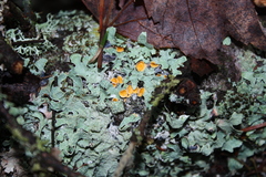 Lachnellula agassizii