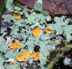 Lachnellula agassizii
