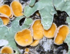 Lachnellula agassizii