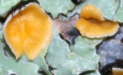 Lachnellula agassizii