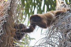 Alouatta guariba