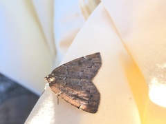 Spodolepis substriataria