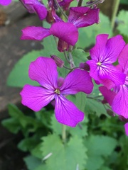 Lunaria