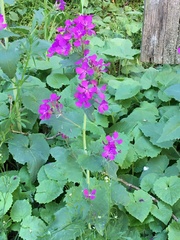 Lunaria