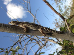 Hemidactylus brasilianus