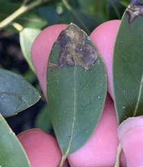 Phytomyza glabricola