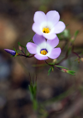 Linanthus