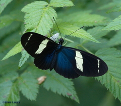 Heliconius sara sara