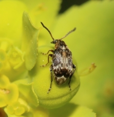 Bruchidius bimaculatus
