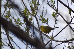 Leiothlypis celata lutescens