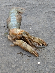 Upogebia pugettensis