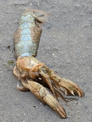 Upogebia pugettensis