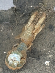Upogebia pugettensis