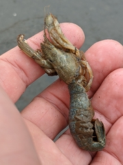 Upogebia pugettensis