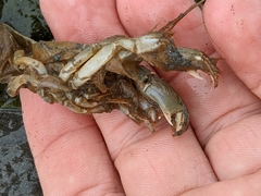 Upogebia pugettensis
