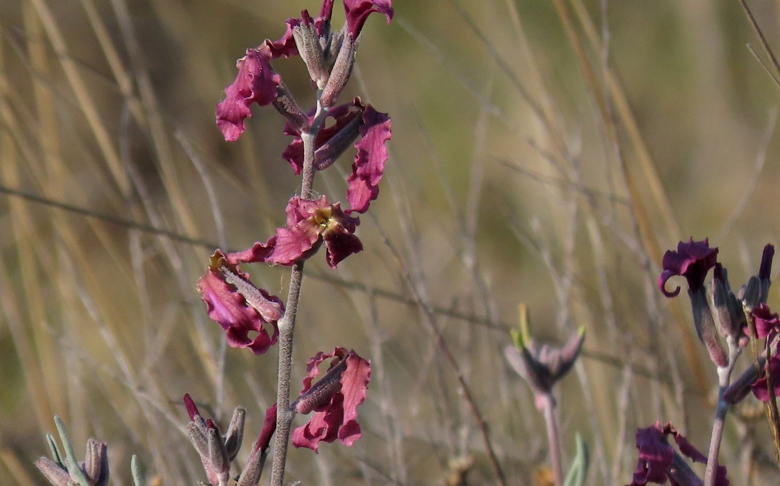 Matthiola