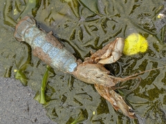 Upogebia pugettensis