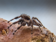 Megafreya sutrix