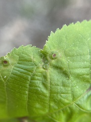 Phylloxera foveola