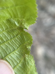 Phylloxera foveola