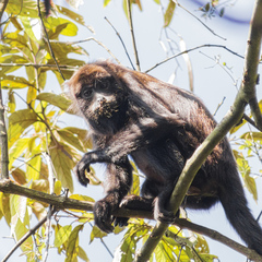 Alouatta guariba