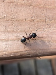 Camponotus novaeboracensis