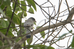 Hypocolius ampelinus