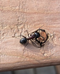 Camponotus novaeboracensis