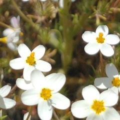 Leptosiphon parviflorus