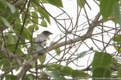 Hypocolius ampelinus