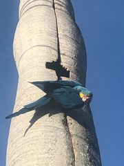 Ara ararauna