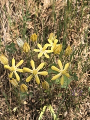 Triteleia ixioides