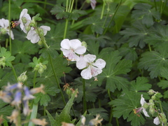 Geranium × cantabrigiense