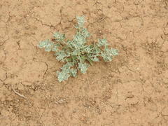 Chenopodium incanum