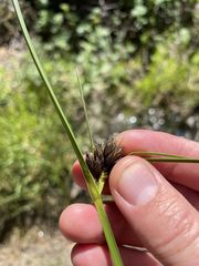 Bolboschoenus maritimus paludosus