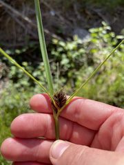 Bolboschoenus maritimus paludosus