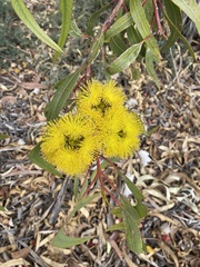 Eucalyptus erythrocorys