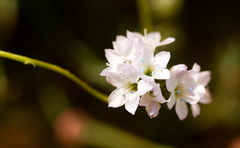 Gilia capitata abrotanifolia
