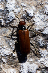 Eupompha schwarzi
