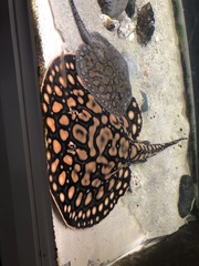 Potamotrygon schroederi