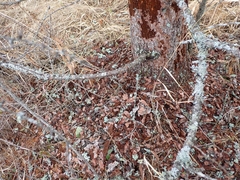Picoides
