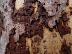 Picoides