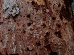 Picoides