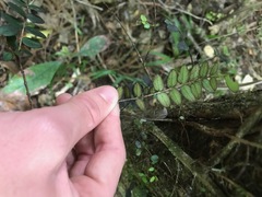 Metrosideros diffusa