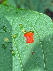 Charidotella rubicunda