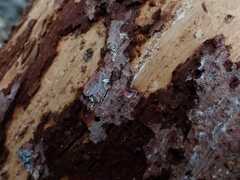 Picoides