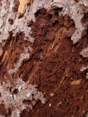 Picoides
